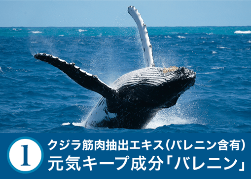1 クジラ筋肉抽出エキス(バレニン含有)元気キープ成分「バレニン」