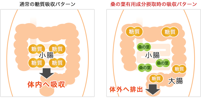 桑の葉有用成分摂取時の糖質吸収パターン