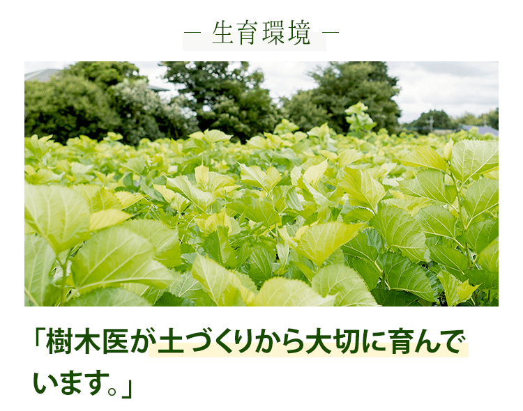 樹木医が土づくりから大切に育んでいます