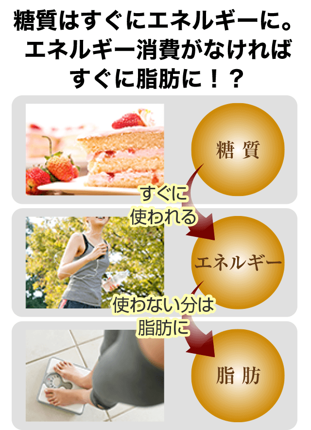 糖質はすぐにエネルギーに。エネルギー消費がなければすぐに脂肪に！？