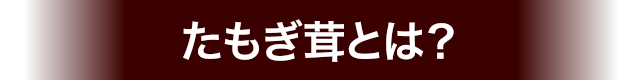 たもぎ茸とは？